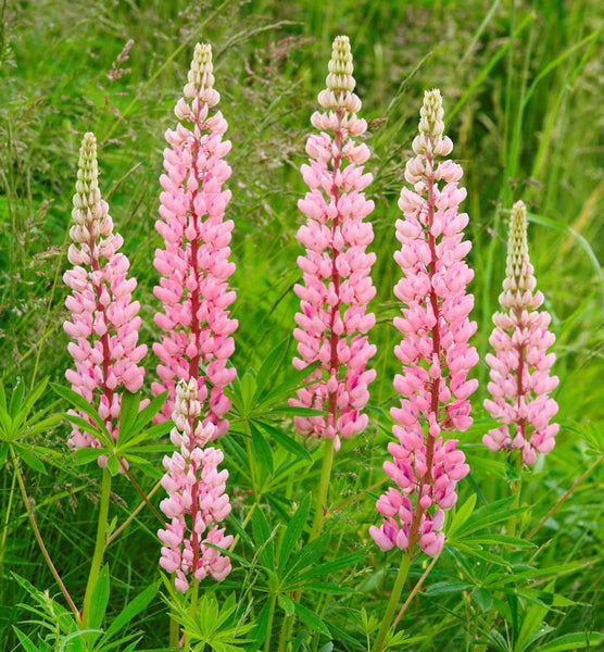 Gruppe von rosa Lupinen im Garten
