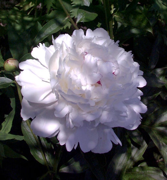 Nahaufnahme einer weißen Pfingstrose im Garten.