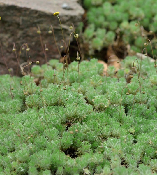 Polster-Edelweiss Pflanze mit kleinen gelben Blüten
