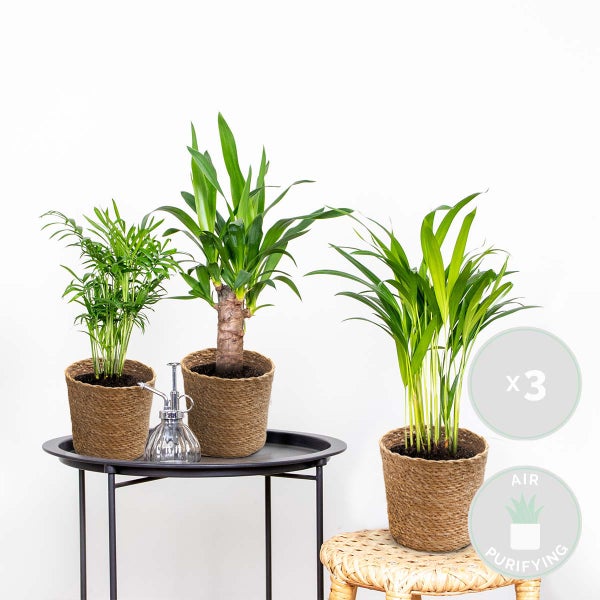 3x Tropische Palmen Mischung inkl. Korb aus Seegras - Pflegeleicht - ⌀12 cm - ↕20-45 cm