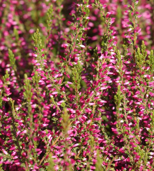 Detailaufnahme von blühender Heidepflanze mit kleinen, rosafarbenen Blüten.