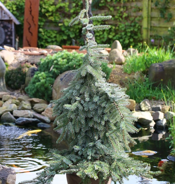 Zierliche Zwergfichte im Garten mit Teich und Fischen