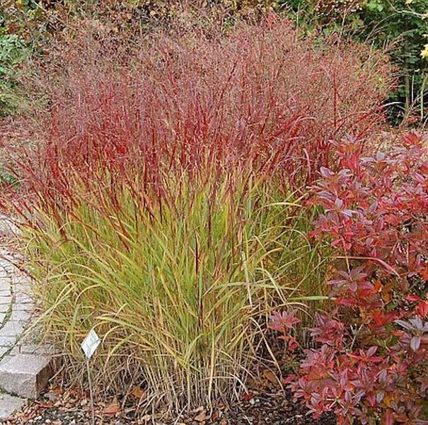 Pflanze mit grünem und rotem Ziergras im Garten.