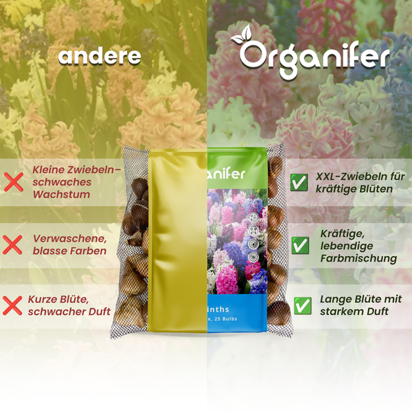 Organifer Hyazinthen Blumenzwiebeln im Vergleich