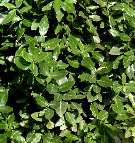 Immergrüner Spindelstrauch mit kleinen Blättern