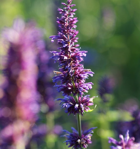 Nahaufnahme einer blühenden Agastache-Pflanze