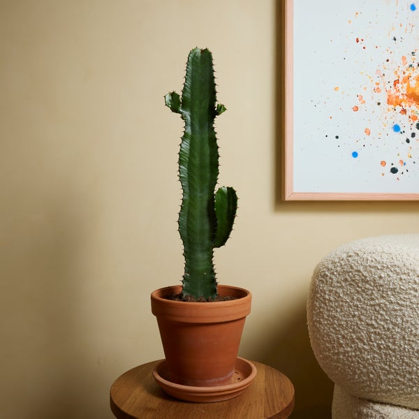 Nahaufnahme eines Kaktus mit Stacheln