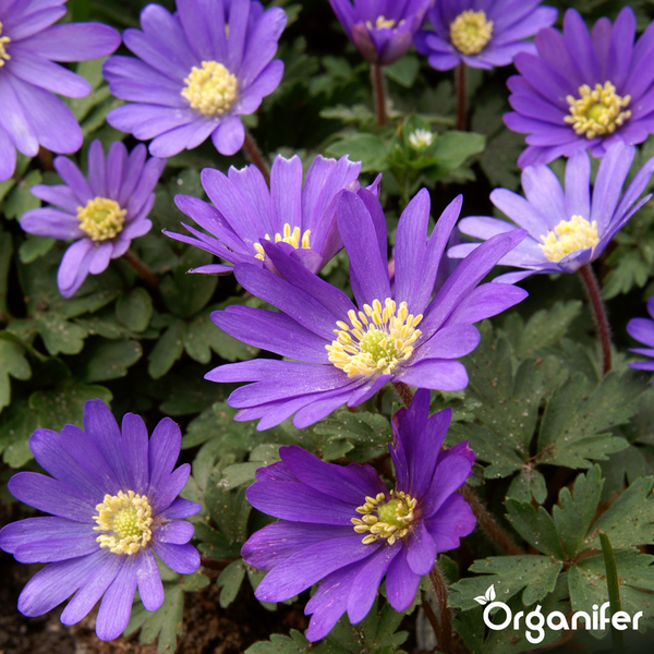Griechische Windröschen mit violetten Blütenblättern und gelben Blütenständen