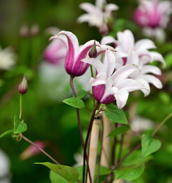 Nahaufnahme der Clematis mit Blüten und Knospen