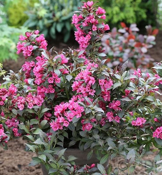 Blühender Weigelienstrauch im Topf