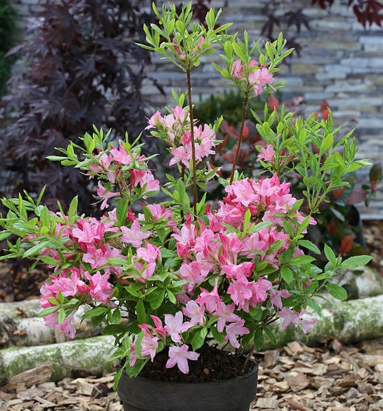 Azalee in einem Topf mit rosa Blüten und grünen Blättern