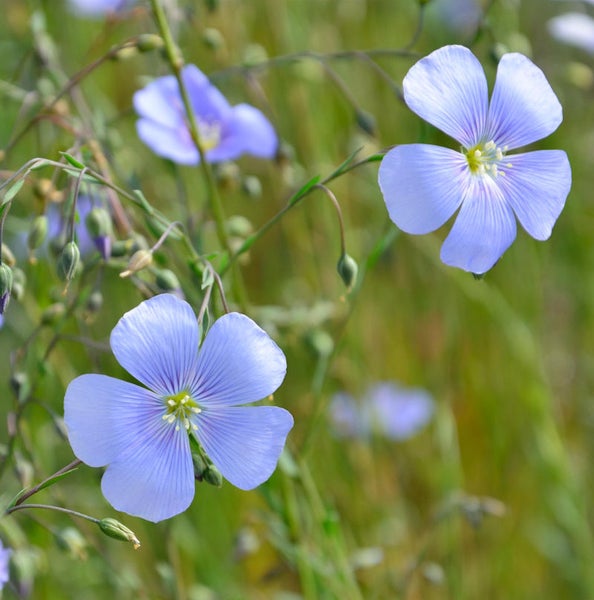 Nahaufnahme von blauen Leinenblüten