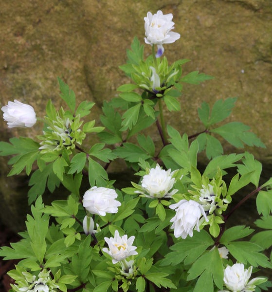 Blütenstände mit weißen Buschwindröschen und grünen Blättern