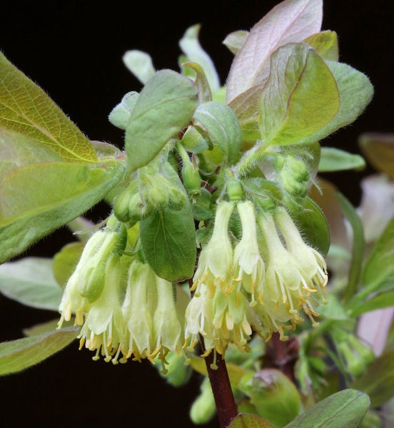 Nahaufnahme von Geißblattblüten mit Blättern