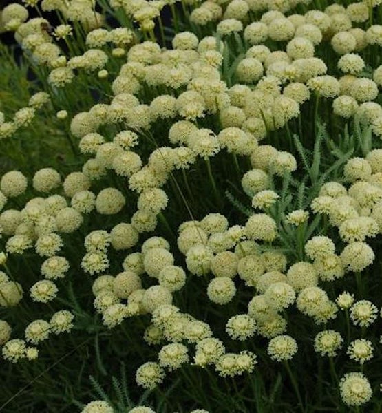 Santolina chamaecyparissus Pflanzen mit kleinen gelben Blüten.