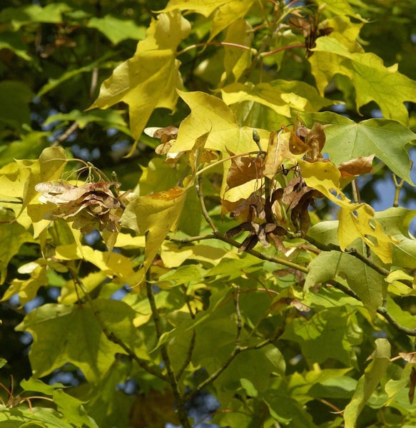 Nahaufnahme von Ahornblättern und Ahornsamen