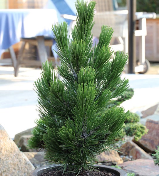 Kiefer im Topf für den Garten