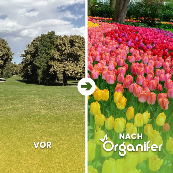 Vorher Nachher Vergleich mit Tulpenbeet