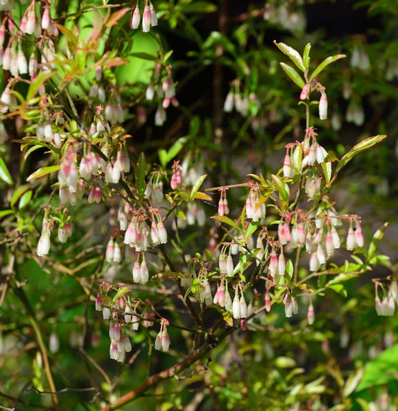 Blütenstrauch mit glockenförmigen Blüten