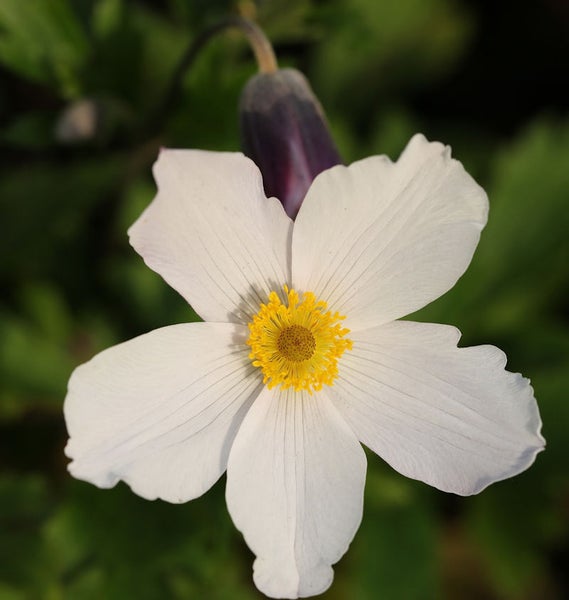 Nahaufnahme einer weißen Waldrebenblüte mit gelber Mitte