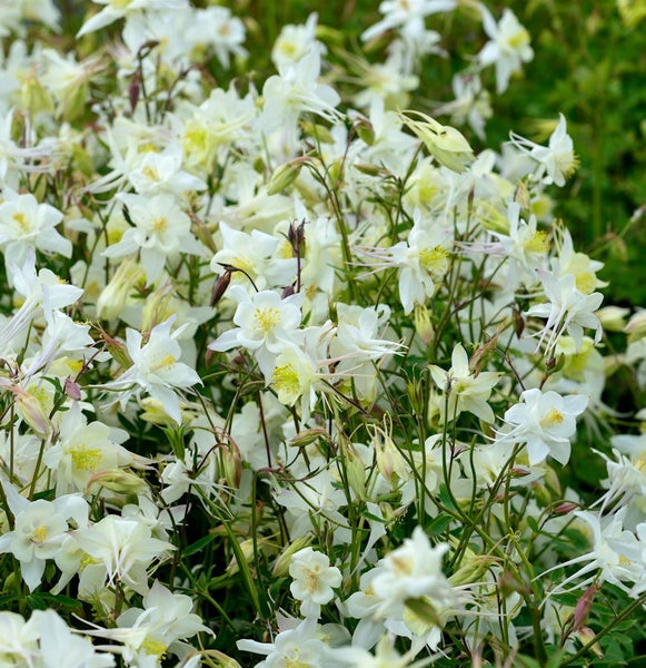 Nahaufnahme einer Gruppe von gefüllten Akelei Pflanzen im Garten.
