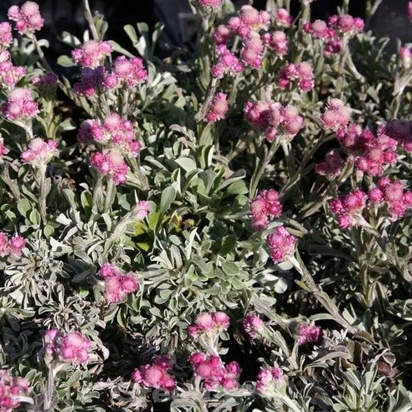 Immortelle Pflanze mit rosa Blüten