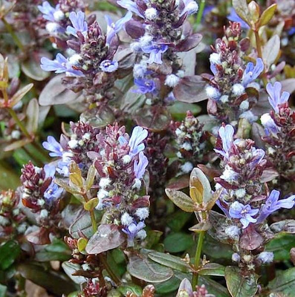 Kriechender Günsel mit violetten Blättern und blauen Blüten