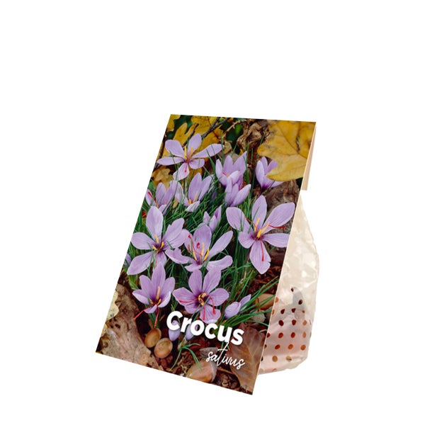 Bloomique - Mischung aus 40 - Crocus Sativus - Safrankrokus - Blau - Blumenzwiebeln - Herbstblüher - Mehrjährige Pflanzen - Wird 5-10 cm groß