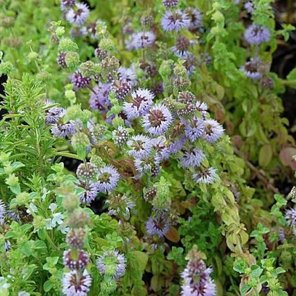 Nahaufnahme der Polei-Minze mit Blüten