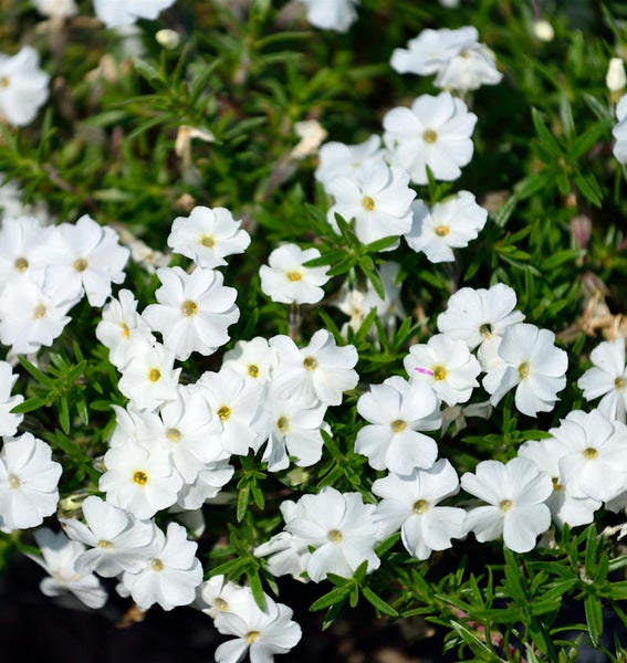 Nahaufnahme von weißen Polsterphlox Blumen
