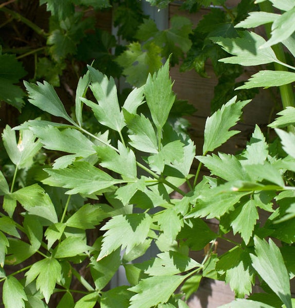 Echter Liebstöckel Pflanze