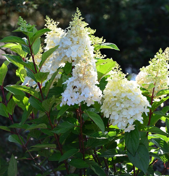 Rispenhortensie mit weißen Blüten