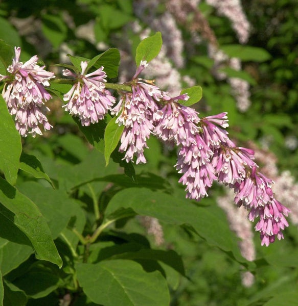Blütenstand des Sommerflieders mit Blättern