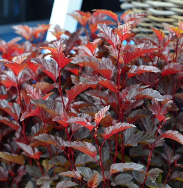 Blasenspiere mit roten Blättern.