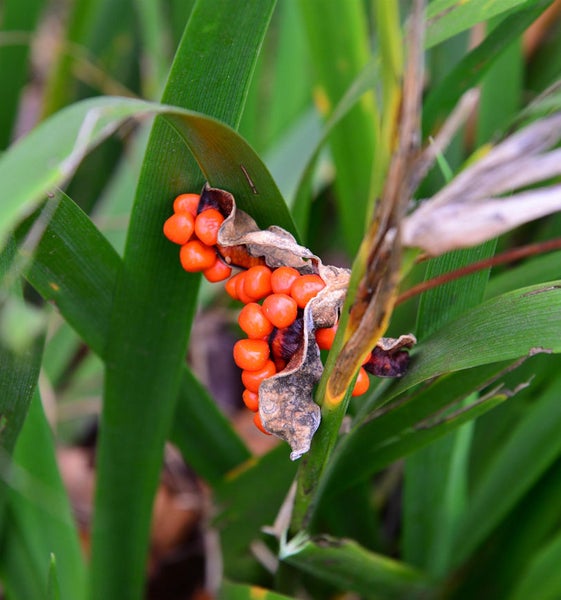 Nahaufnahme von Iris-Pflanze mit Samenkapseln