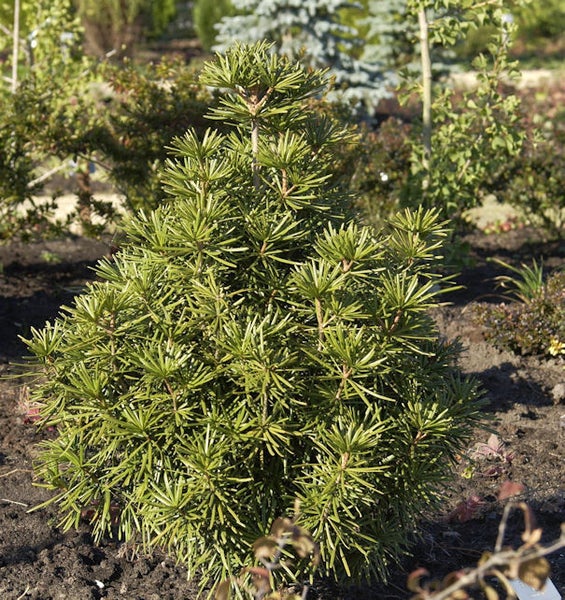 Japanische Schirmtanne im Gartenbeet