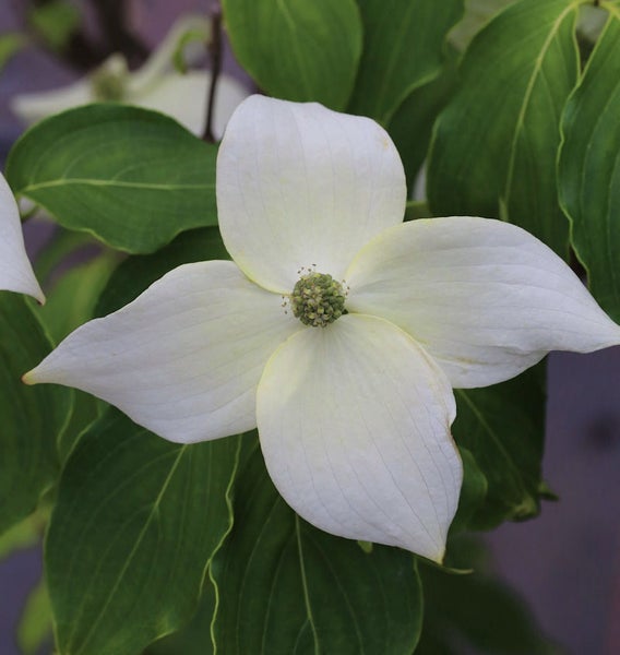 Blüte des Blumen-Hartriegels mit grünen Blättern