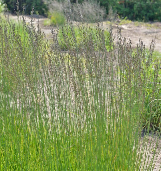 Büschel von Pfeifengras im Garten