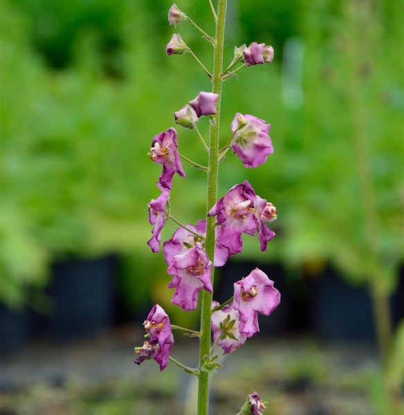 Blühende Gartenstaude in Nahaufnahme