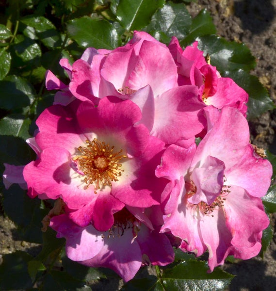 Nahaufnahme einer Gruppe rosa Rosenblüten mit grünen Blättern