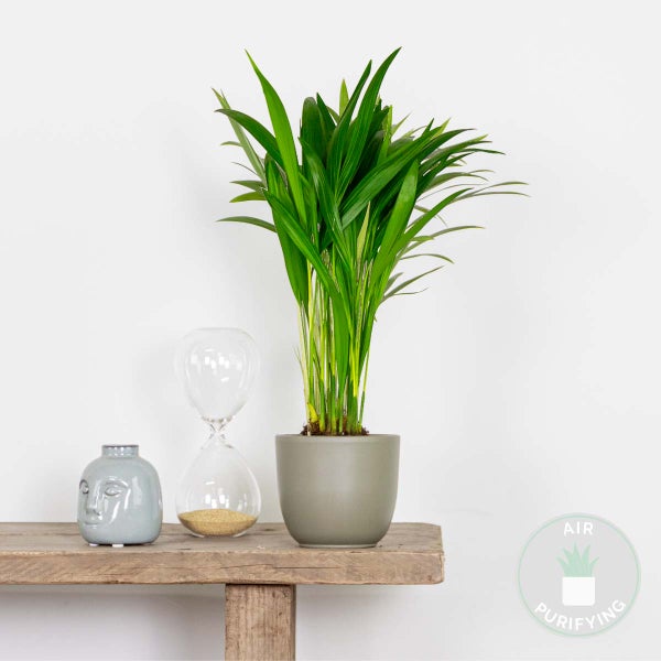 Bloomique - Dypsis Lutescens - Goldfruchtpalme - Areca Palme - Zimmerpflanzen - Pflegeleicht - Haustierfreundlich - Höhe 25-30 cm - Topf 10,5 cm