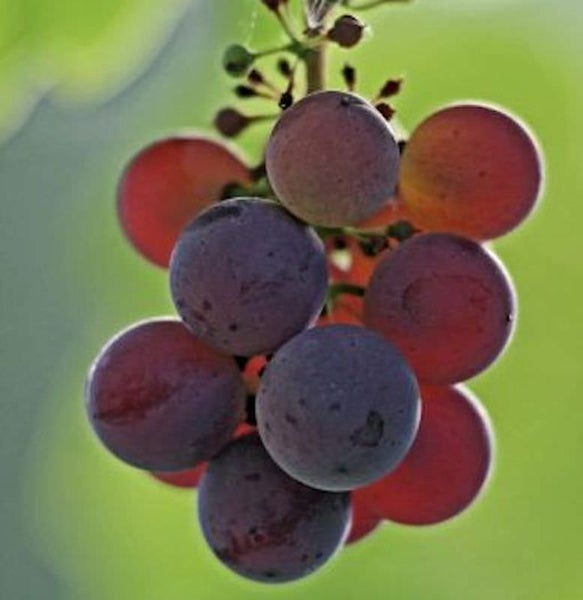 Traube mit reifen Beeren