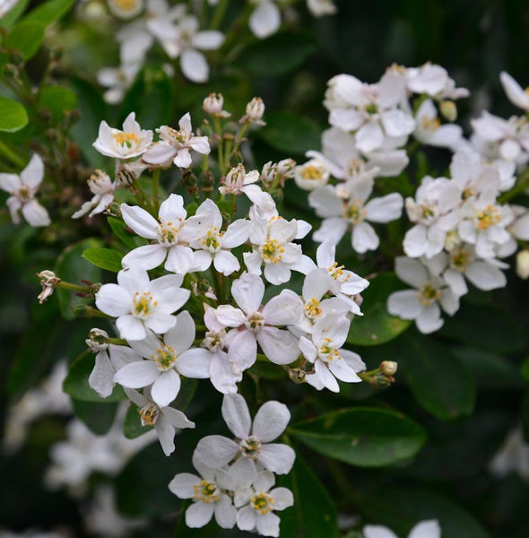 Blüten der Orangenblume mit grünen Blättern