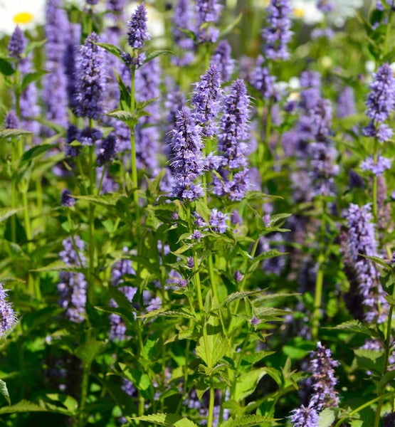Nahaufnahme von blau blühenden Duftnesseln im Garten.
