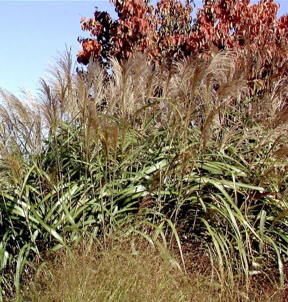 Chinaschilf im Garten