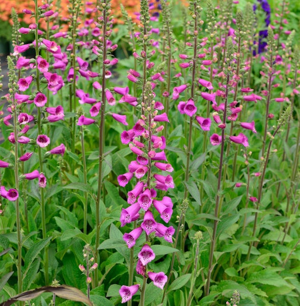 Gruppe von Digitalis-Pflanzen mit röhrenförmigen Blüten