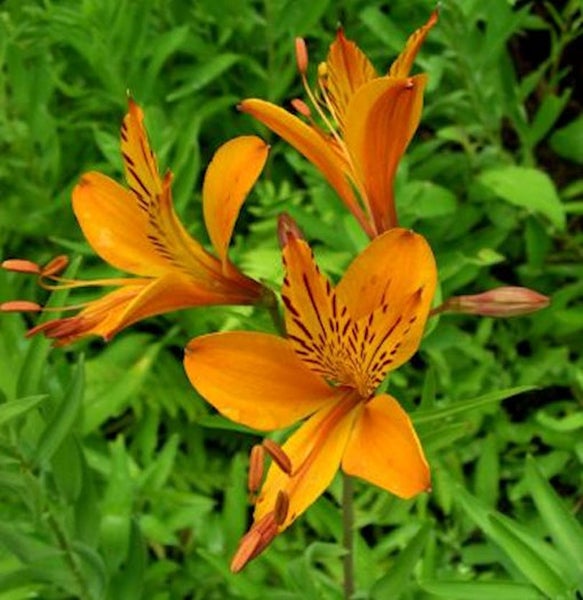 Nahaufnahme von orangefarbenen Alstroemeria-Blüten im Garten.