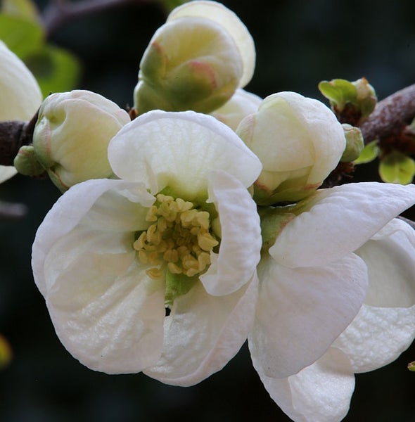 Nahaufnahme von weißen Zierquittenblüten an einem Zweig