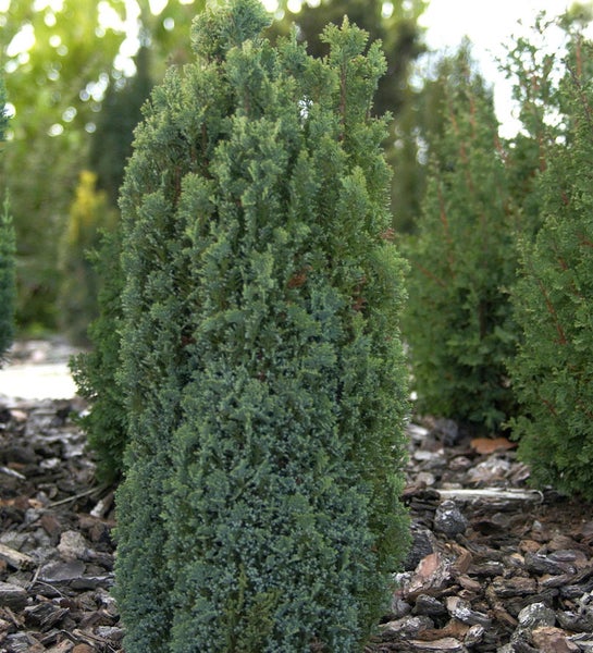Im Bild ist ein schlanker, säulenförmiger Wacholderbusch zu sehen.