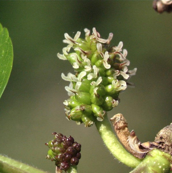 Nahaufnahme einer Maulbeere im Wachstum
